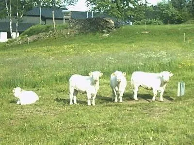 In Wittenschwand